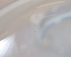 Kosta Boda Kappa vas klar